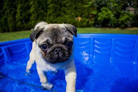 Pug calor