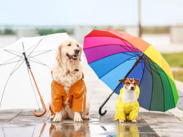 Saiba quais cuidados devem ser tomados com a saúde dos pets durante os períodos chuvosos