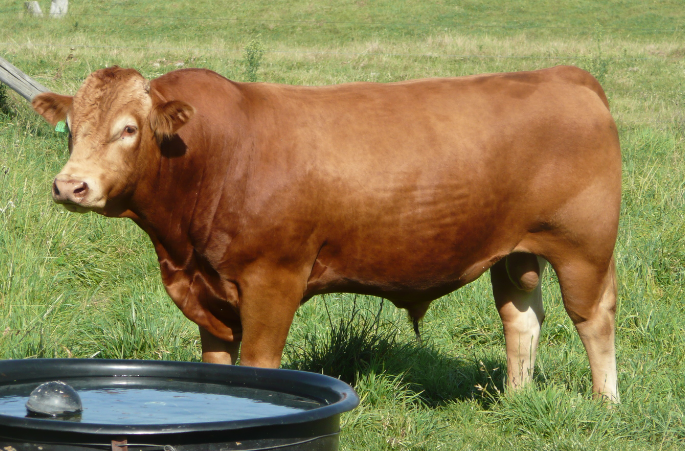 Wagyu Akaushi (Red Wagyu)