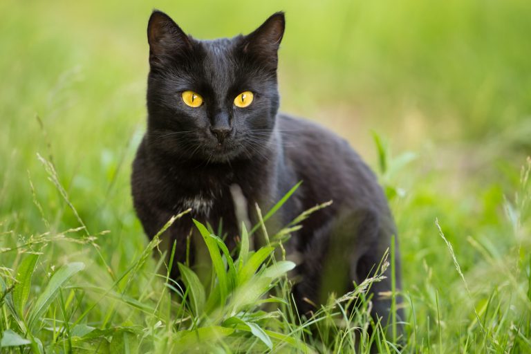 Gato da raça bombaim: conheça o pet que conquistou o Brasil