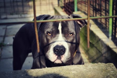 cachorros que só parecem bravos