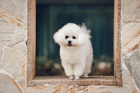 Bichon Frisé
