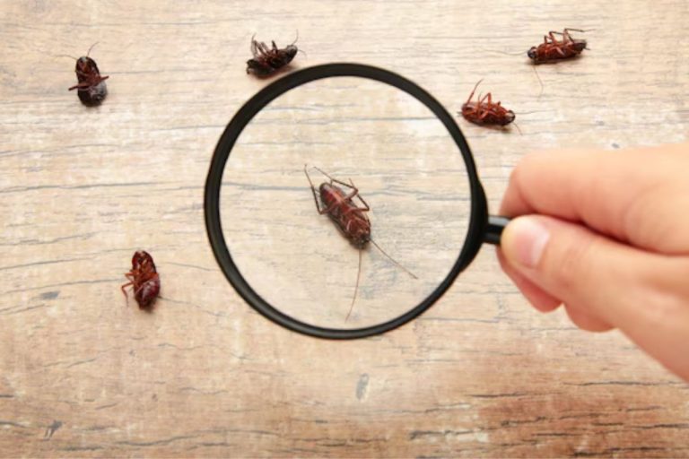 Descubra como acabar com as baratas em casa SEM USAR VENENO (funciona mesmo, tá?)