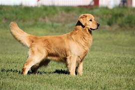 cachorros mansos com gatos