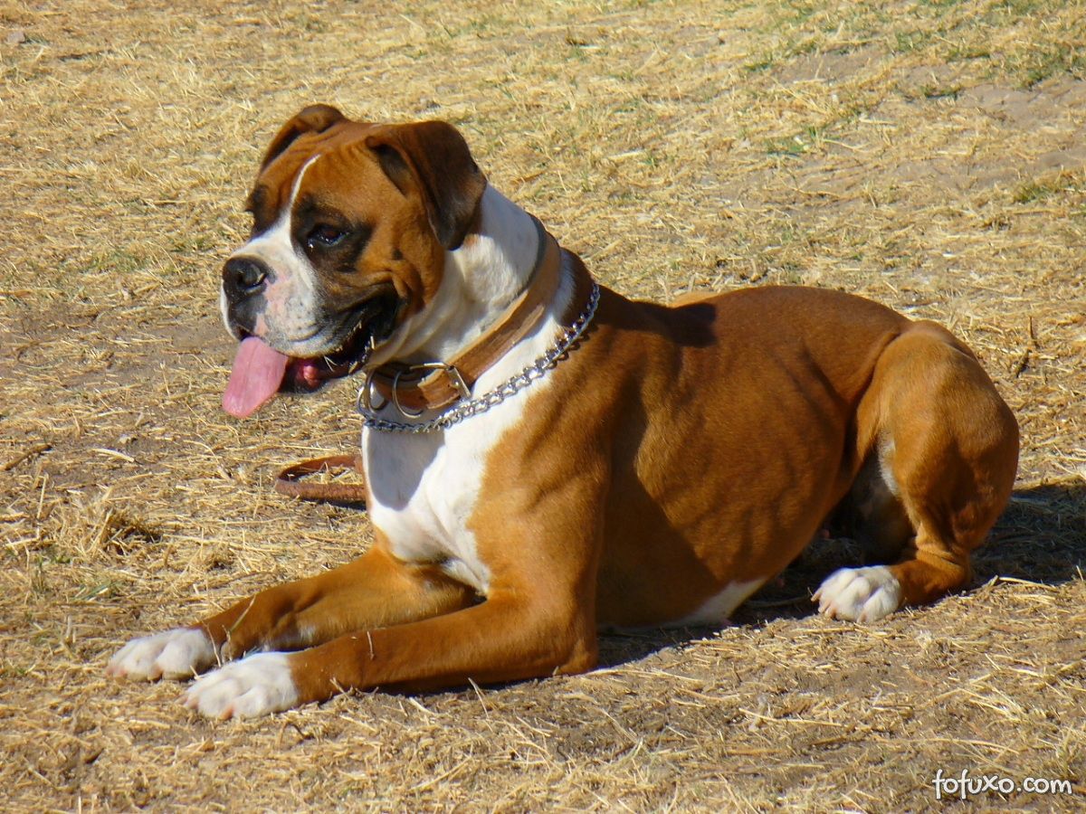 cachorros mansos com gatos