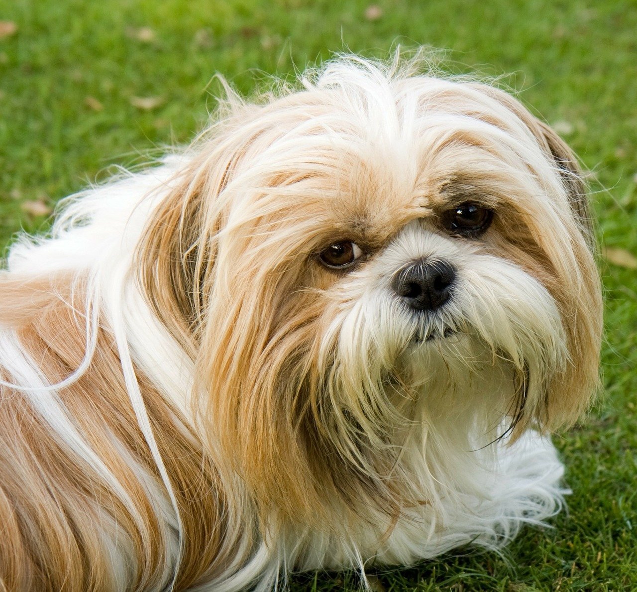 cachorros mansos com gatos