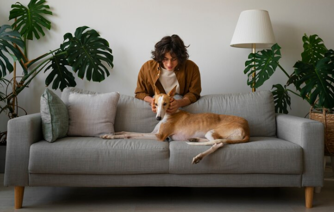 Vida moderna impacta na evolução dos cachorros