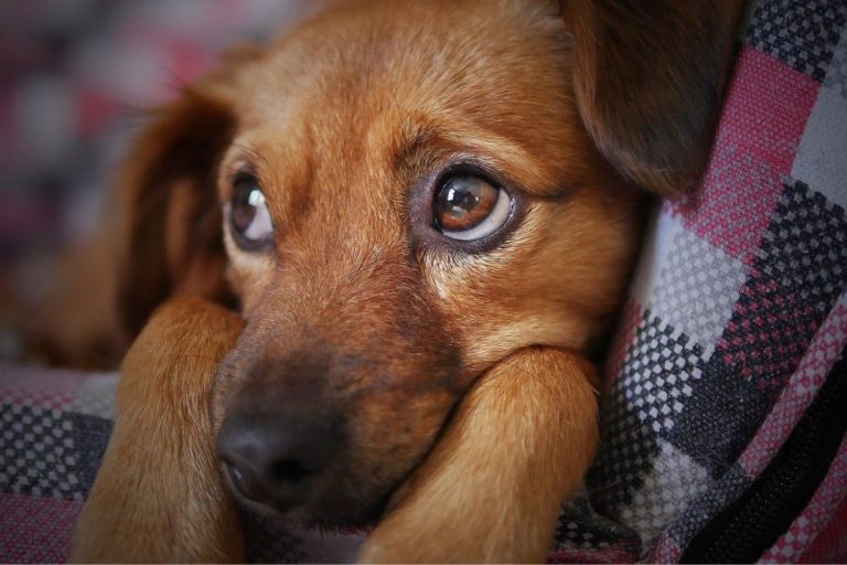 6 coisas que os cachorros detestam quando os seus tutores fazem