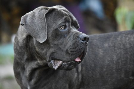 cachorros que so parecem bravos