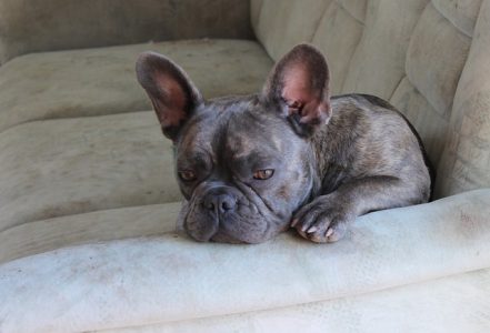 Bulldog Francês