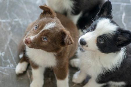 Os 10 cachorros mais lindos do mundo