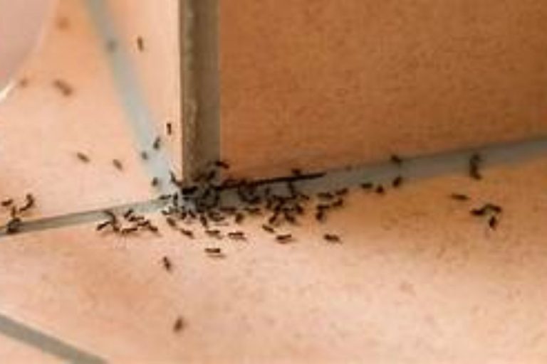 Descubra como acabar com as formigas em casa para sempre e sem VENENO (funciona mesmo, viu?)