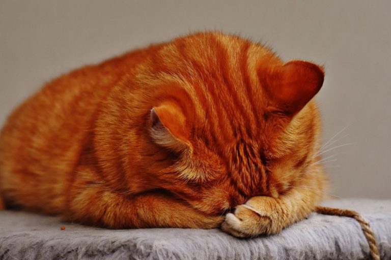 8 coisas que os gatos ODEIAM quando seus donos fazem