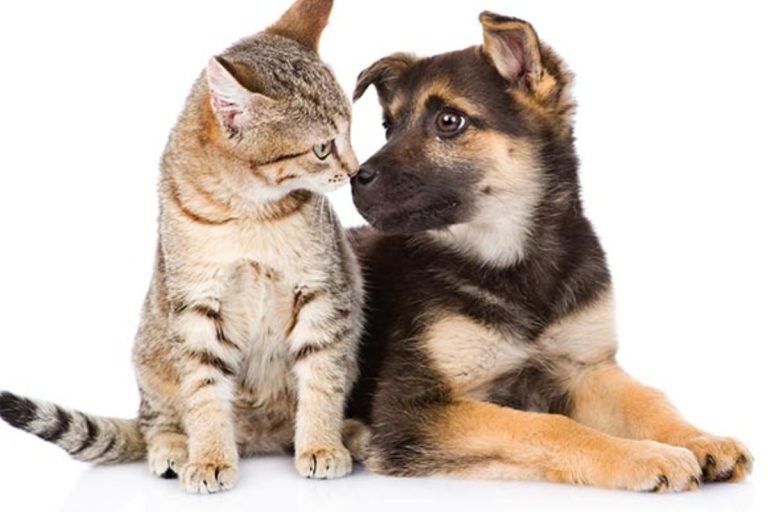 8 raças de cachorro que se dão bem com os gatos