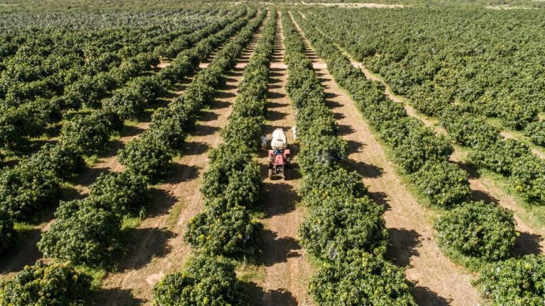Fruta conhecida como “Ovo do Sol” custa R$ 537 a unidade e tem uma longa fila de espera para compra