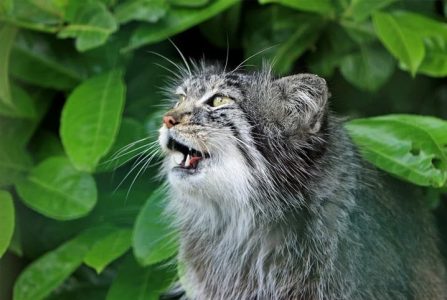 miado de gato significado