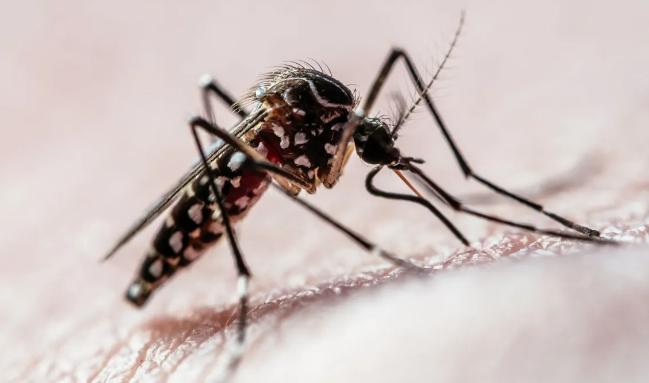 Xô! Sai pra lá! Conheça 5 plantas para afastar mosquitos e saiba como se proteger