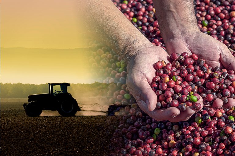 Os 10 maiores produtores de café do Brasil, segundo IBGE (Goiás está no ranking)