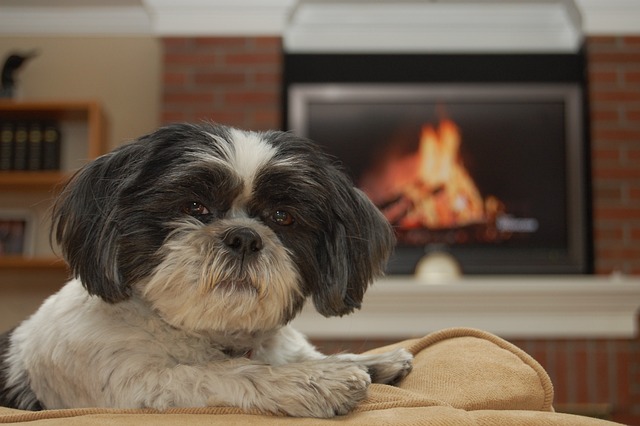 As 10 melhores raças para quem nunca teve um cachorro na vida