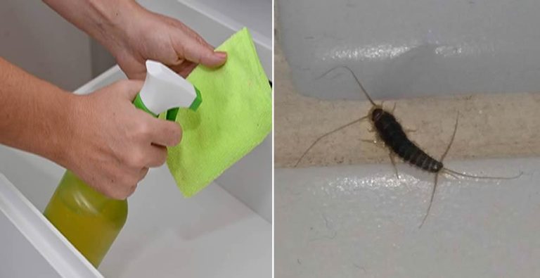 Como acabar com as traças em casa: 3 formas naturais que funcionam de verdade (não precisa de produtos químicos)