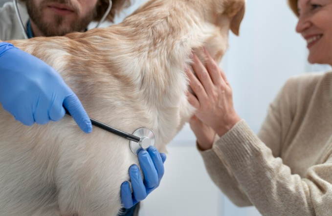 Tratamento para a dermatite canina