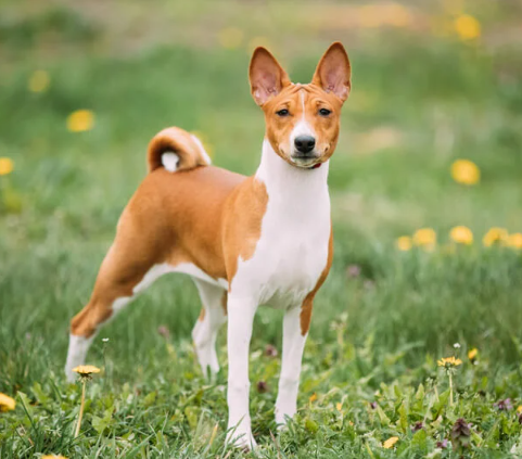 Basenji