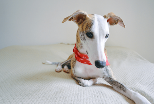 Whippet