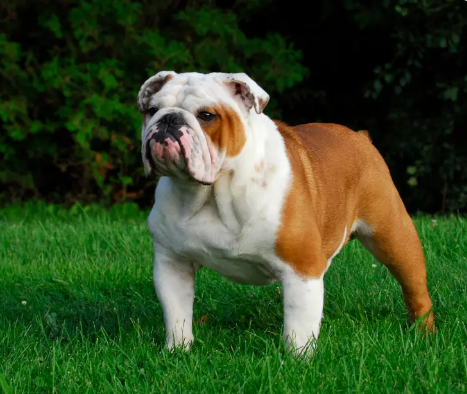Buldogue Inglês