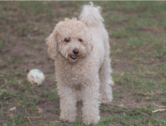Poodle