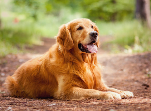 Golden Retriever