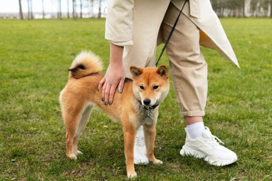 Shiba Inu