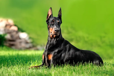 Doberman