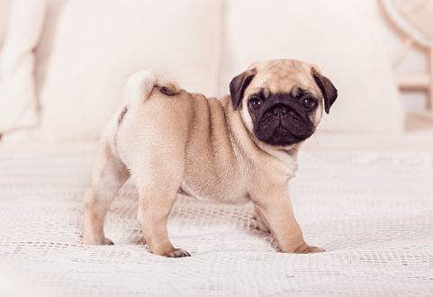 Pug