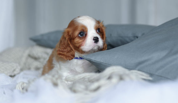 Cavalier King Charles Spaniel