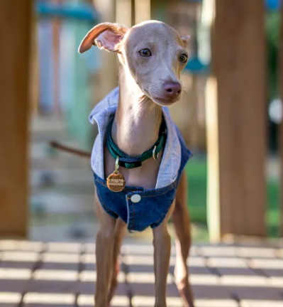 Galgo