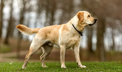 Labrador
