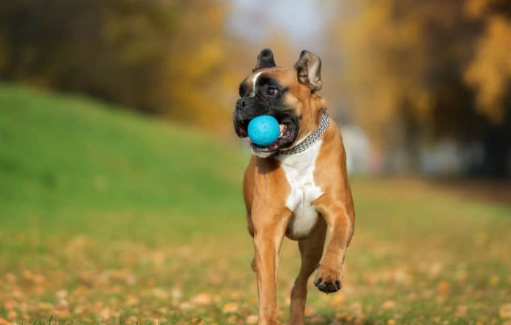 Boxer