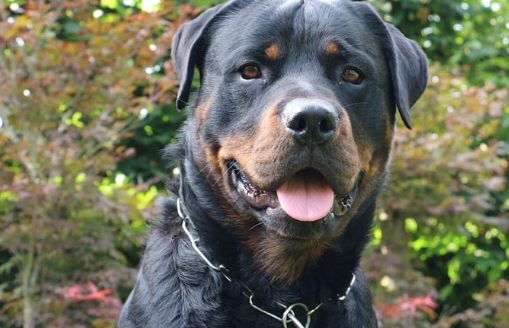 Rottweiler