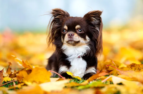Chihuahua