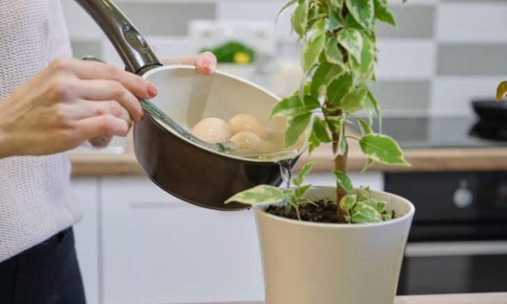 água cozimento vegetais