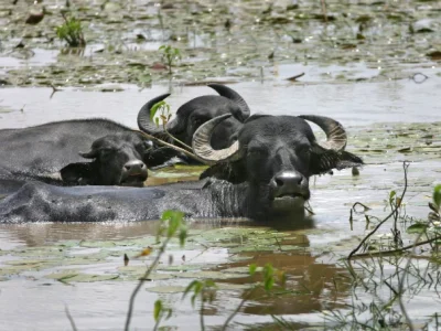 Os imponentes búfalos de Marajó: força e símbolo do paraíso amazônico