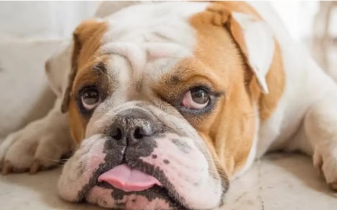 Bulldog Inglês