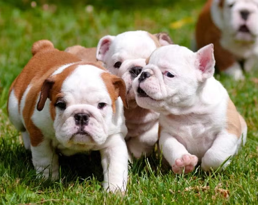 Os 10 cachorros mais caros do mundo