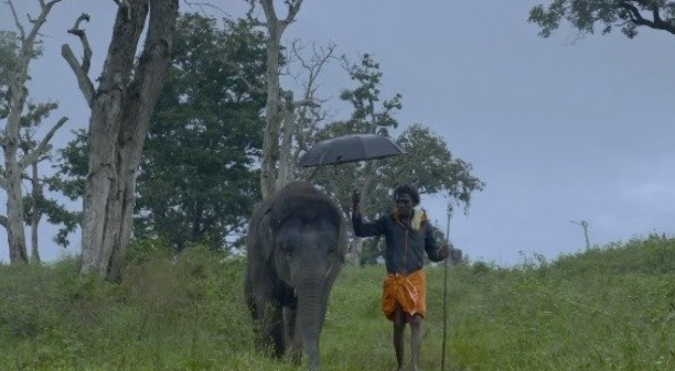 Como Cuidar de um Bebê Elefante