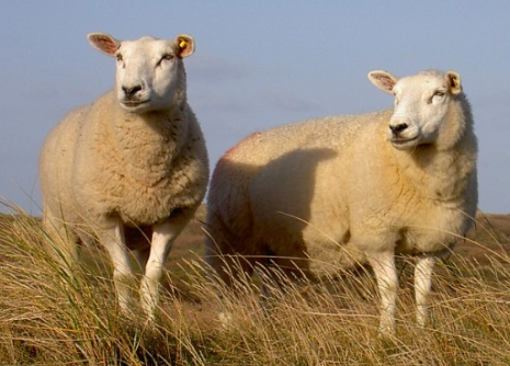 Carnes mais caras do mundo - Cordeiro da Bretanha