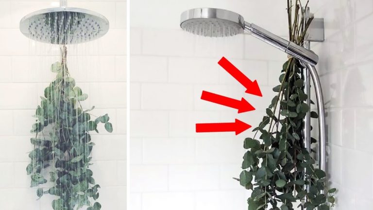 A planta que nunca precisa de água e deixa seu banheiro sempre cheiroso (sem ser fake!)