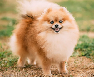 Lulu da Pomerânia