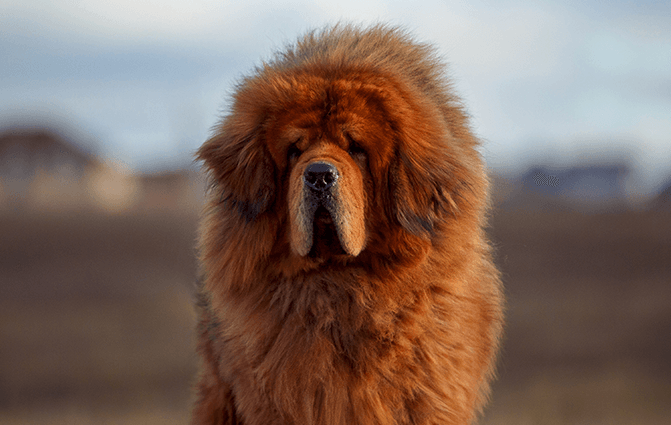 Mastim Tibetano