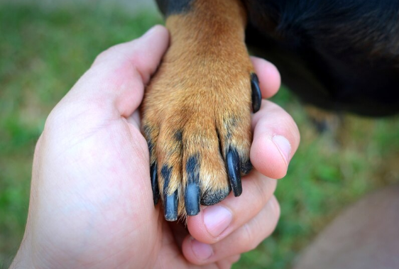 7 fatos importantes sobre as patas de cachorro que pouca gente sabe