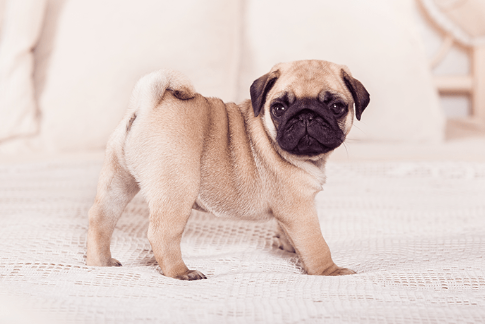 Pug